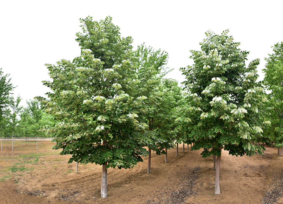 国内外常见椴树品种汇总及介绍