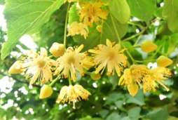 “粽”情蜜意，端午椴花浓