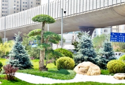一株蓝杉蓝，温柔了春天，慰藉了心灵