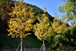 推荐几个适合大连地区栽植的燕园苗木