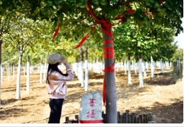 在多彩燕园「菩提树王」下品味时光