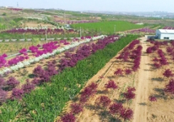 燕园海棠赏花节盛大启幕