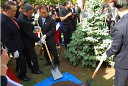 日本自民党青睐燕园蓝杉