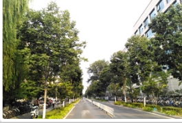 清华大学的秋紫蜡，三年时间换新颜！