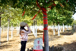 在多彩燕园「菩提树王」下品味时光